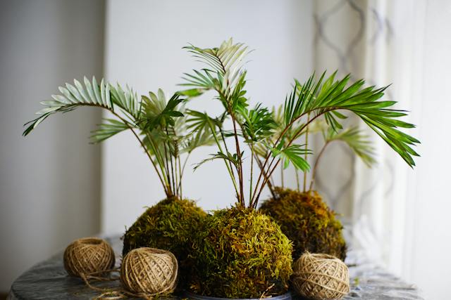 květiny kokedama